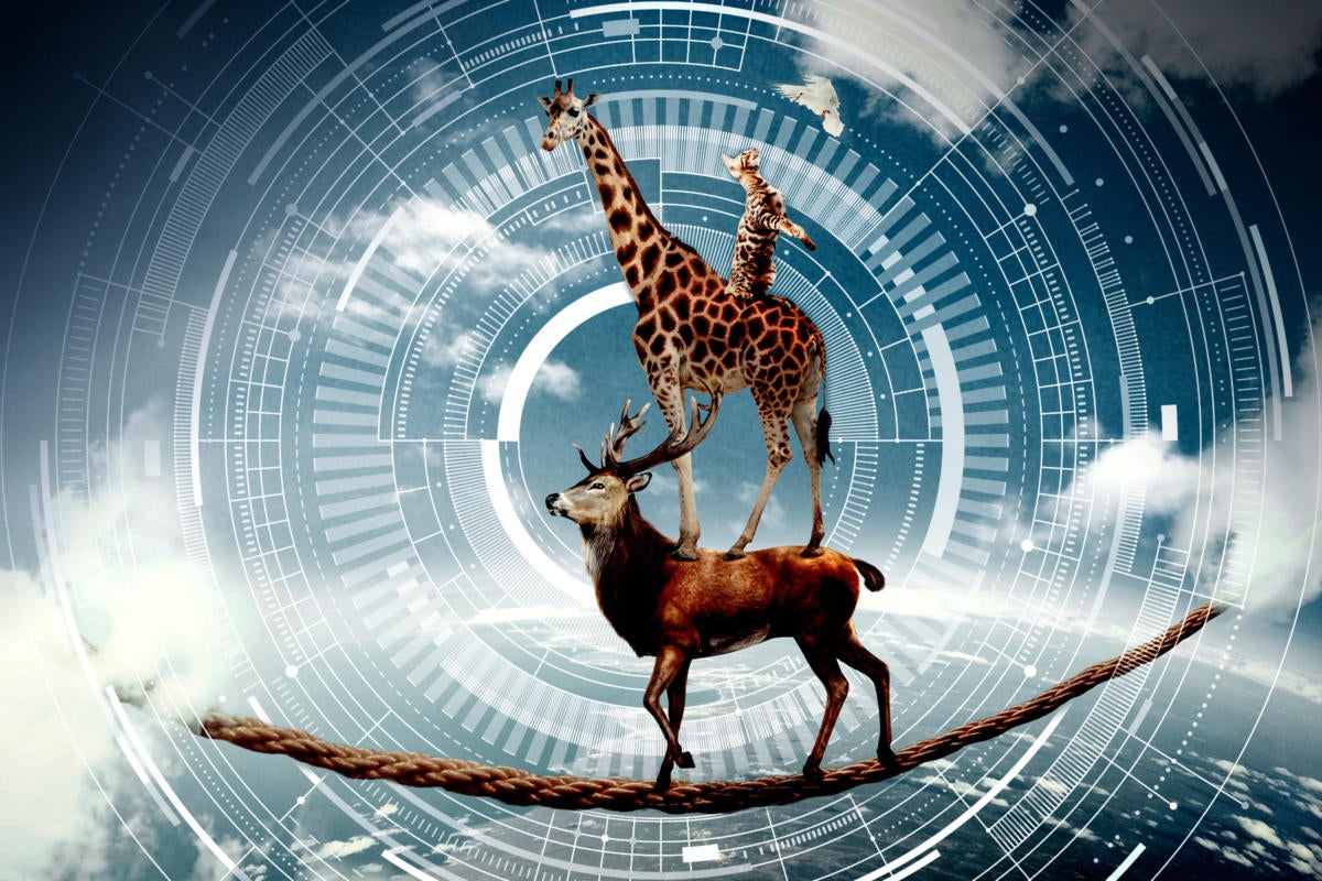 Keep third-party risk on your radar: Piggybacked deer, giraffe and cat balance on a tightrope.