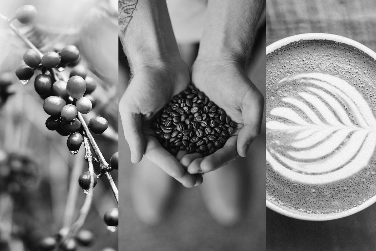 blockchain coffee beans