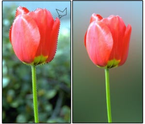 01b lasso tulips