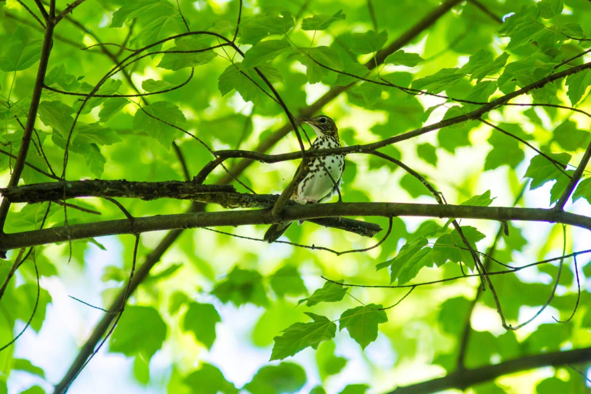 Image: Viewing files and processes as trees on Linux