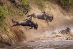 On the Death of Testing…and Wildebeests