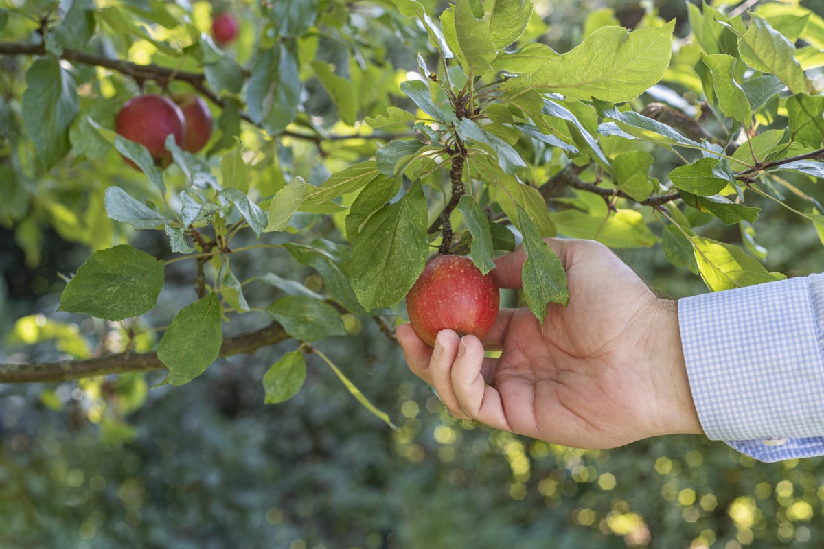 Image: Donât Overlook this Low-Hanging Fruit for RPA Success