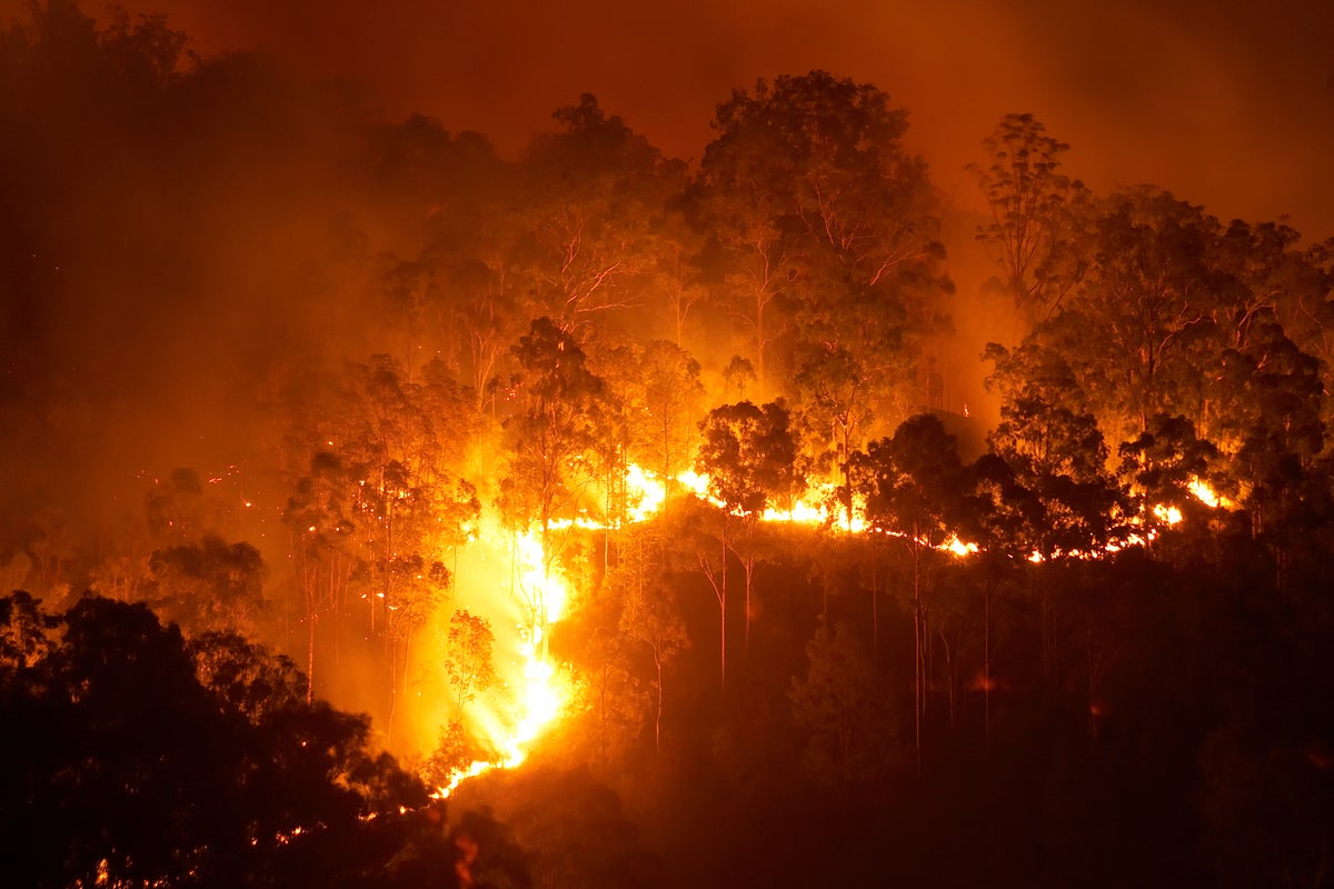 Glowing orange forest fire at night [destruction, bushfire]