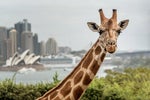Why Taronga Zoo rolled out Workplace by Facebook