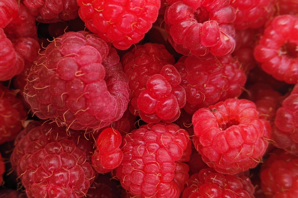 raspberry pi raspberries by zach inglis via unsplash