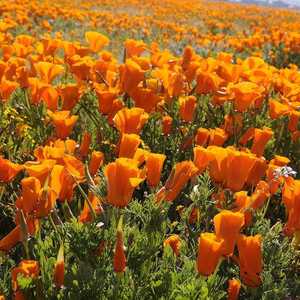 california poppy1