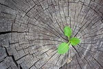 It Will Take a Live Enterprise to Beat the Digital Disruptions