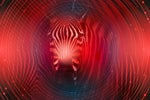 How Zebra Technologies prioritizes work-life balance