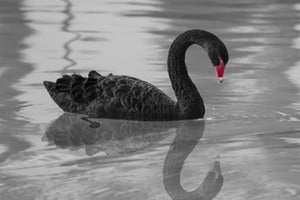How a Black Swan Event Validates Digital Transformation Initiatives