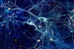 Accelerating Brain Mapping with AI and HPC