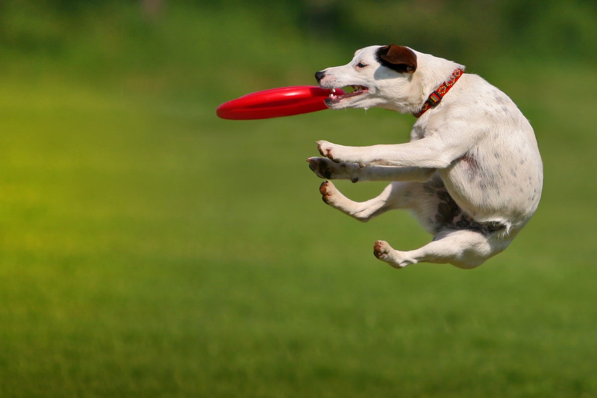 A leaping dog catches a flying disc, midair.