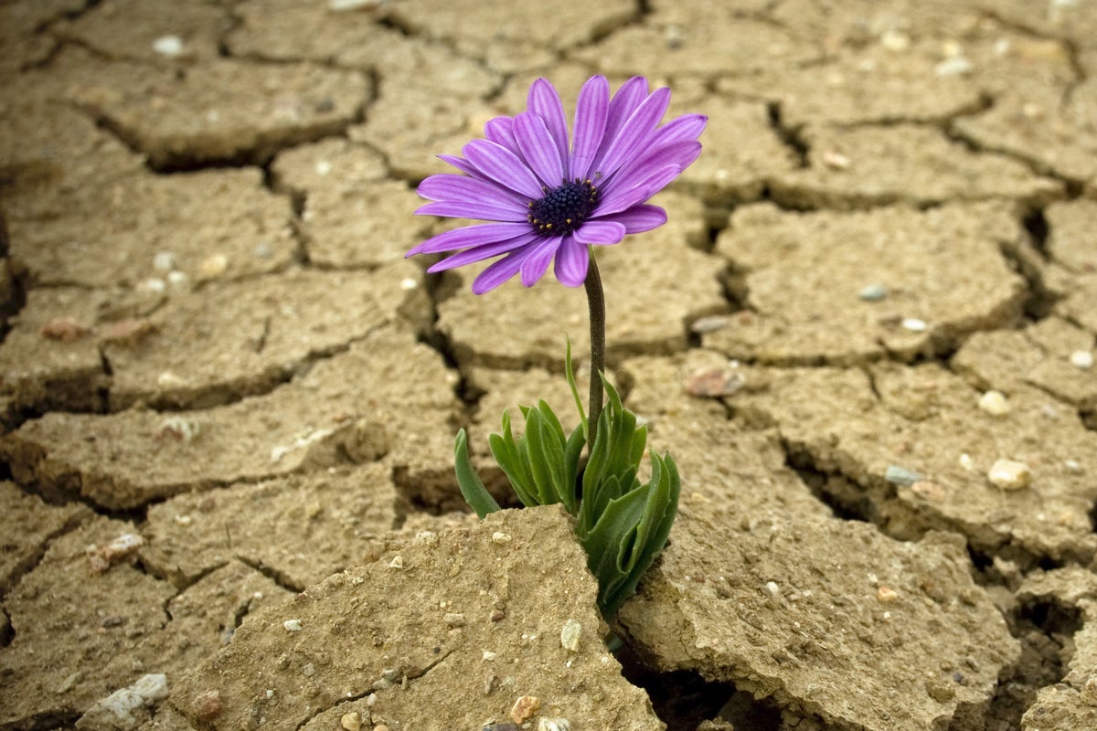 resilient resilience weed growing in desert by barcin via getty images