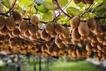Kiwifruit marketer Zespri hits play on major IT transformation programme