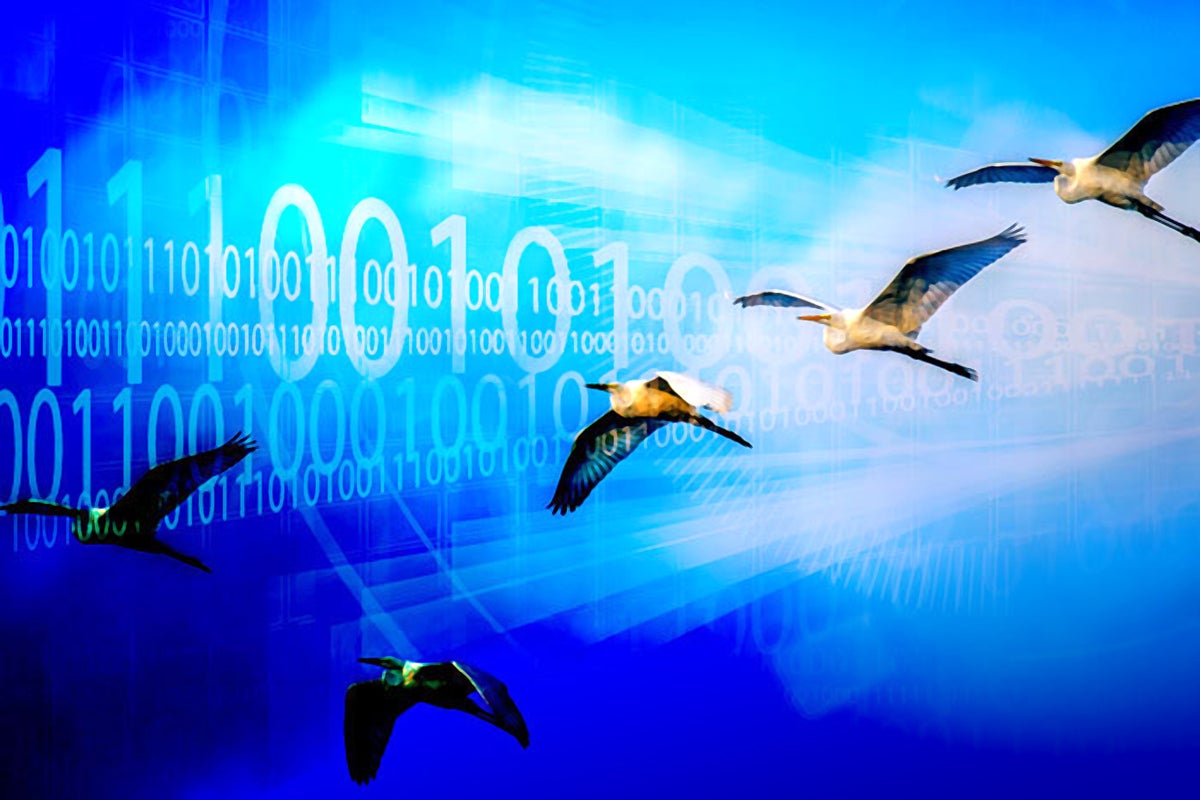 Conceptual image: The migration of birds in flight with an abstract binary overlay.