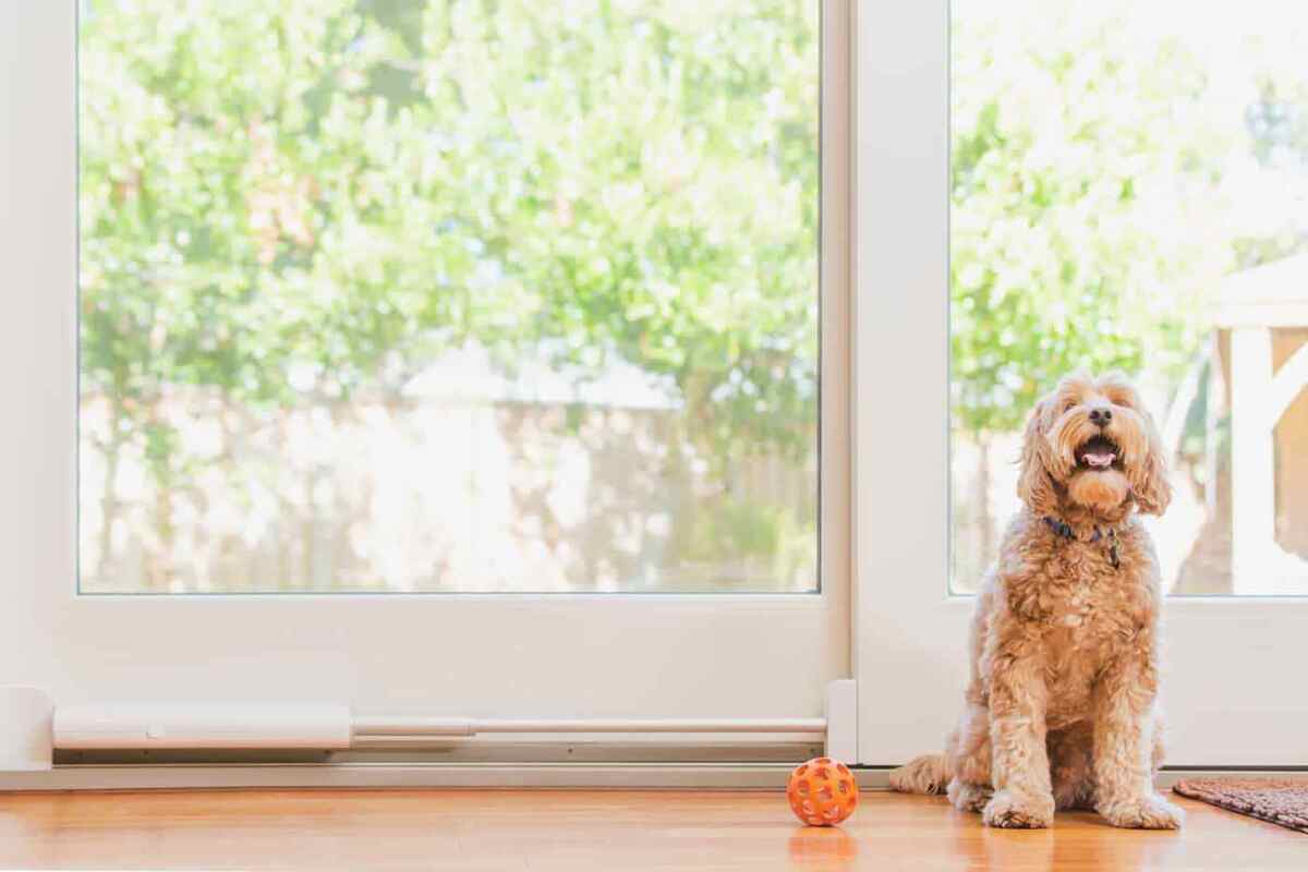 wayzn pet door 1