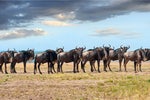What wildebeest can teach us about cloud migration 