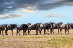 What wildebeest can teach us about cloud migration
