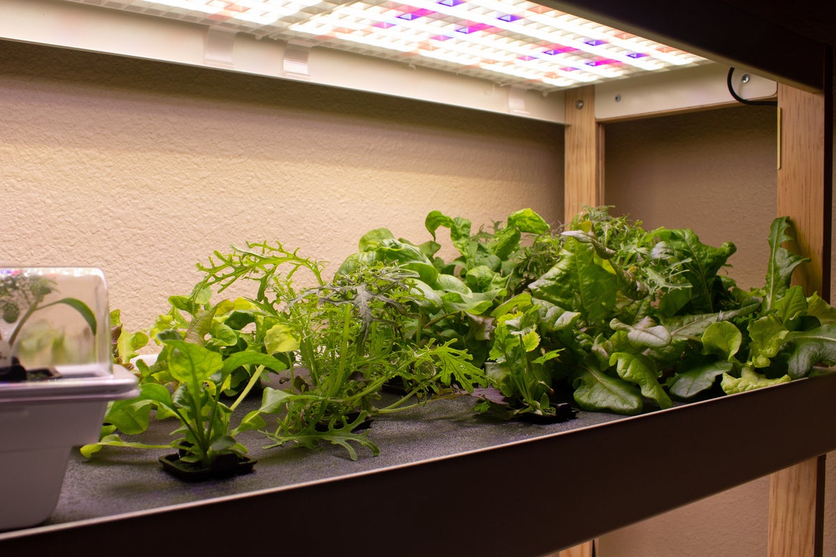 lettuces and mustard