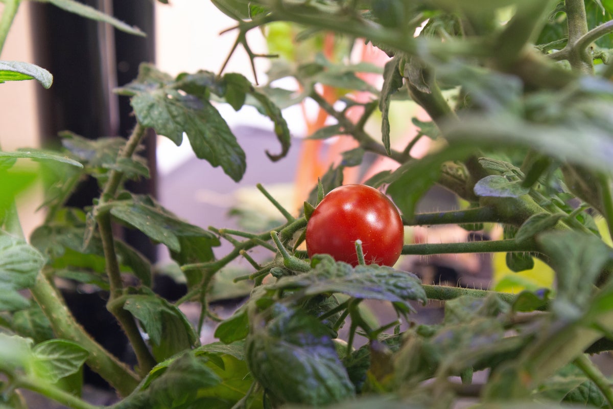 ripe tomato