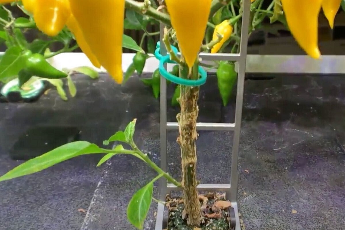 rise garden support stand