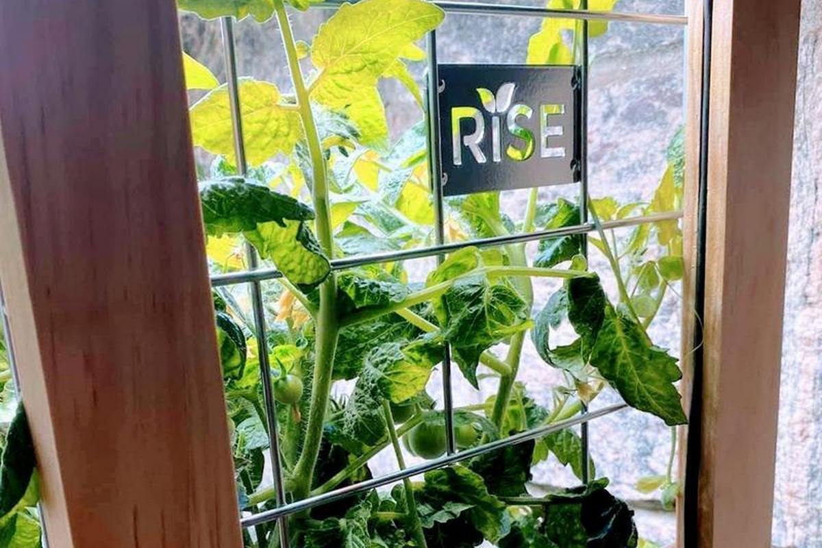 rise gardens trellis kit