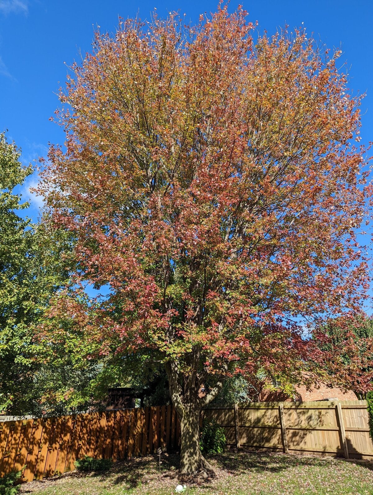 Pixel 6 Pro photo