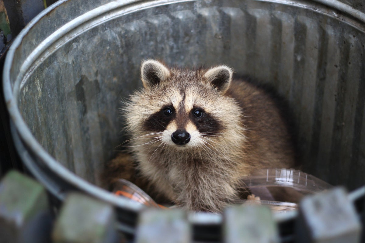 Image: Sponsored by Sophos: Raccoon Stealer Campaign Highlights Robust Industrialized Criminal Market