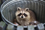 Raccoon Stealer Campaign Highlights Robust Industrialized Criminal Market