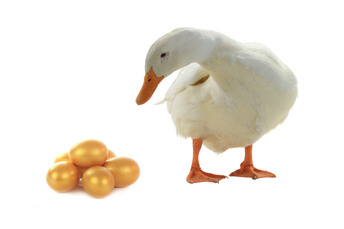 white duck with gold eggs