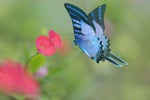 shutterstock 349836161 blue butterfly flying to red flower
