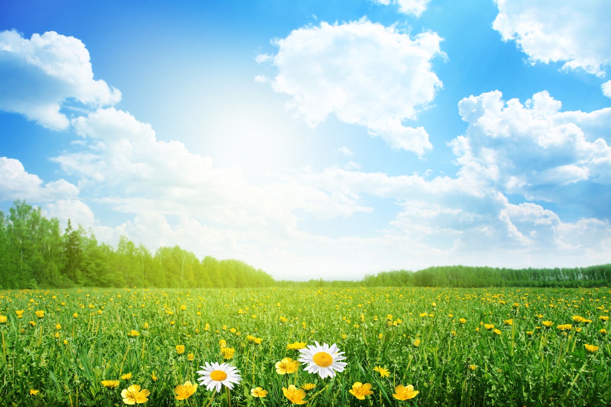 shutterstock 97037291 summer meadow bright sunny day