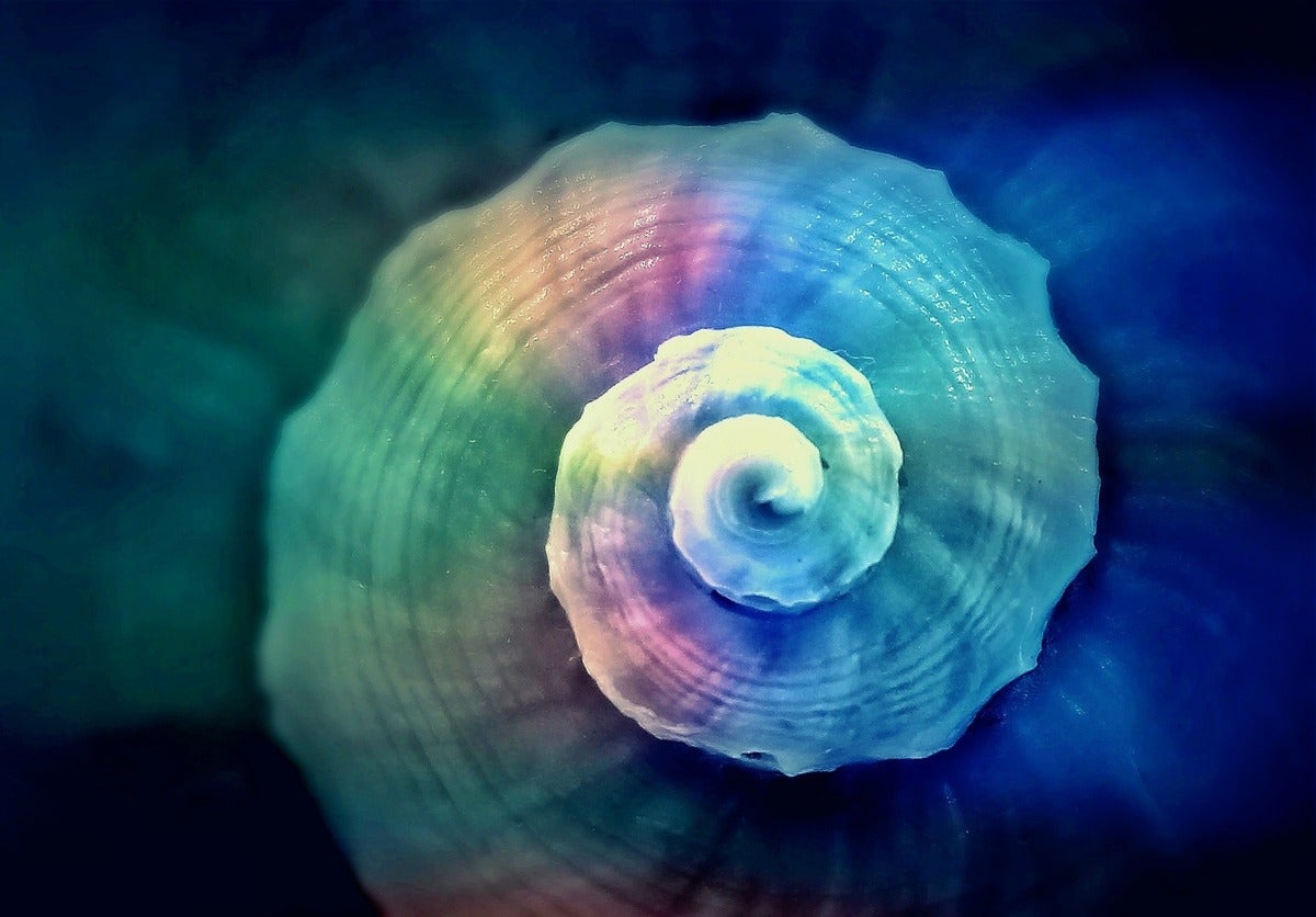 colorful shell image by anja via pixabay