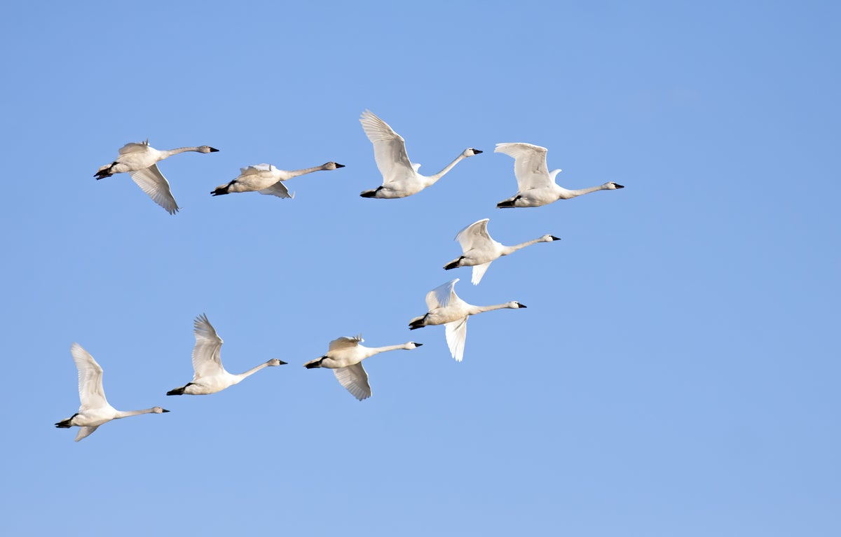 shutterstock 168398438 migration migrating swans large birds flying in formation against a blue sky