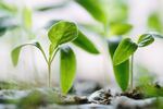 IT is driving new enterprise sustainability efforts