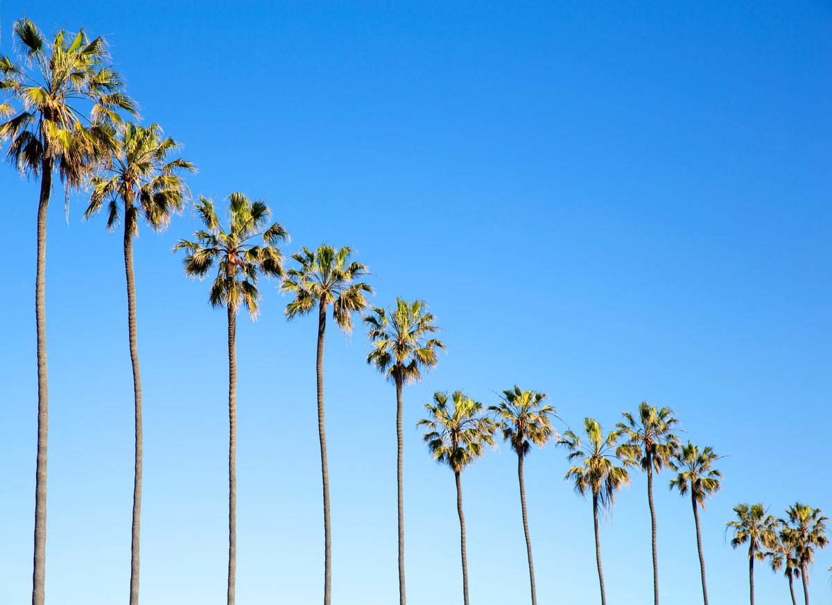 shutterstock offset 1874820901 a line of tall palm trees against a clear blue sky