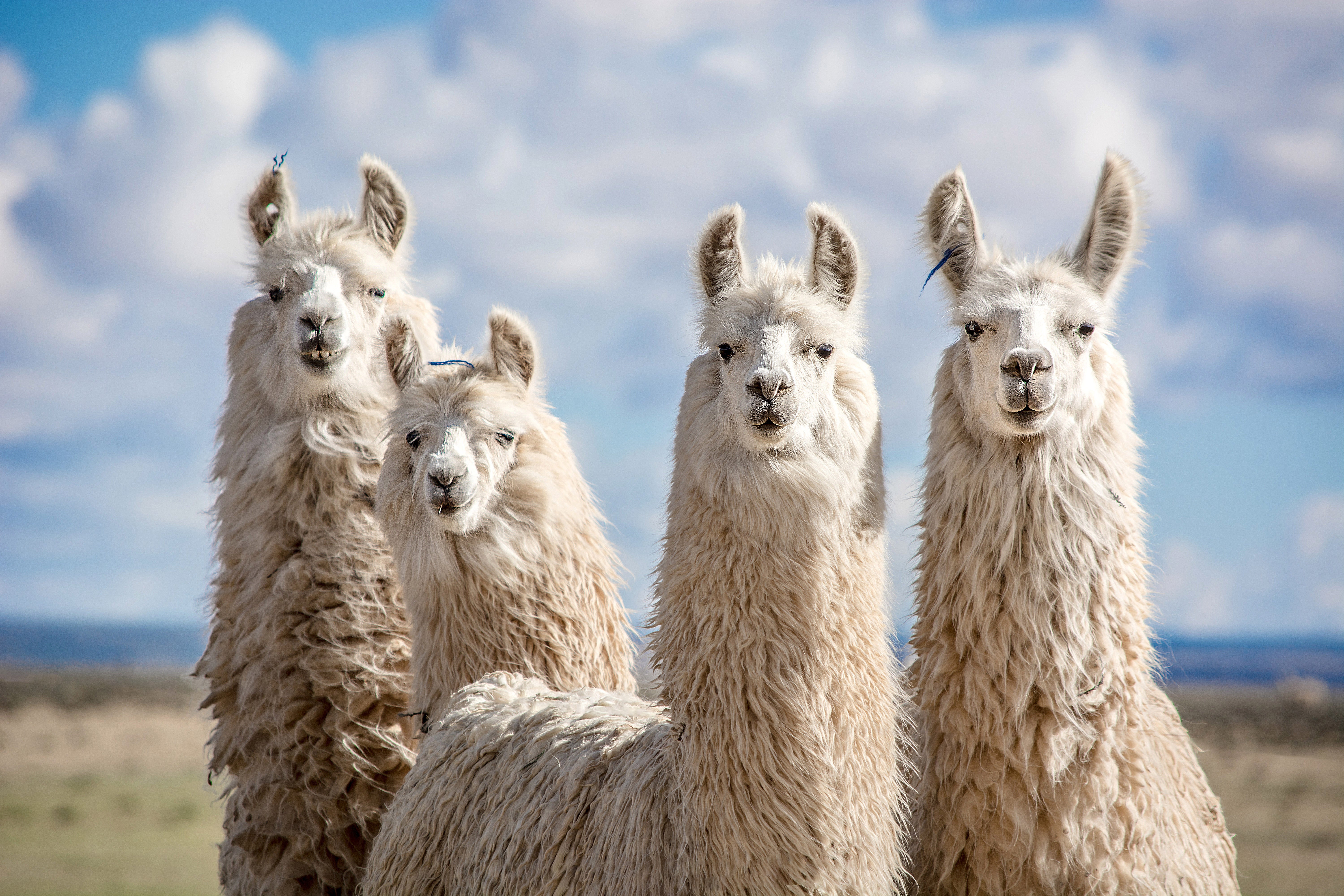 Image: Metaâs Llama models get 350 million downloads