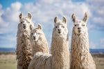 Four Llamas on the range - LLMs