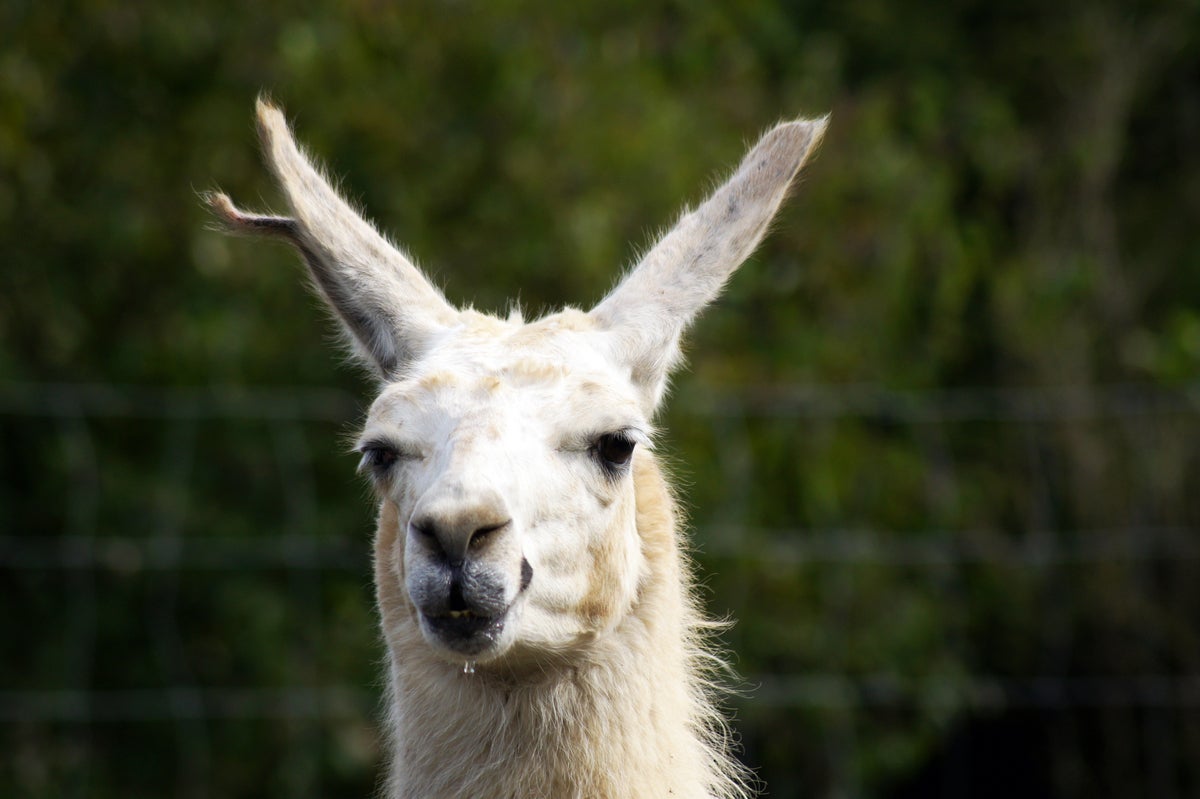 shutterstock 1871547451 face of a llama against a bushy green background American camel