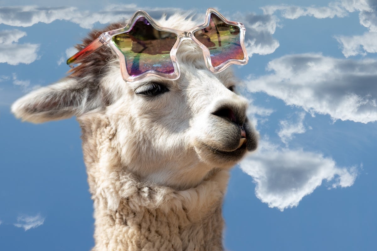 Solo Llama wearing sunglasses - LLMs