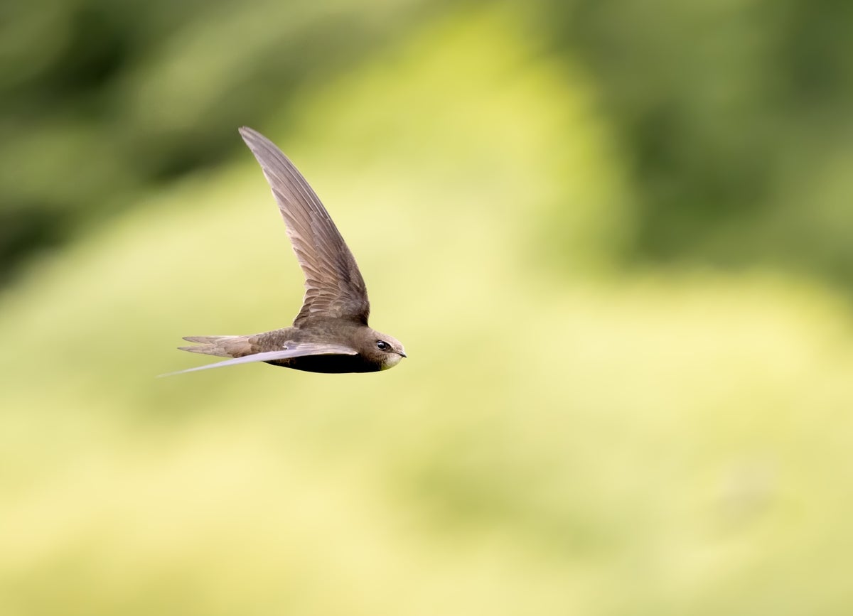 shutterstock 2227591131 common Swift bird in flight over sunlit green grass