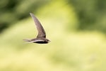 shutterstock 2227591131 common Swift bird in flight over sunlit green grass