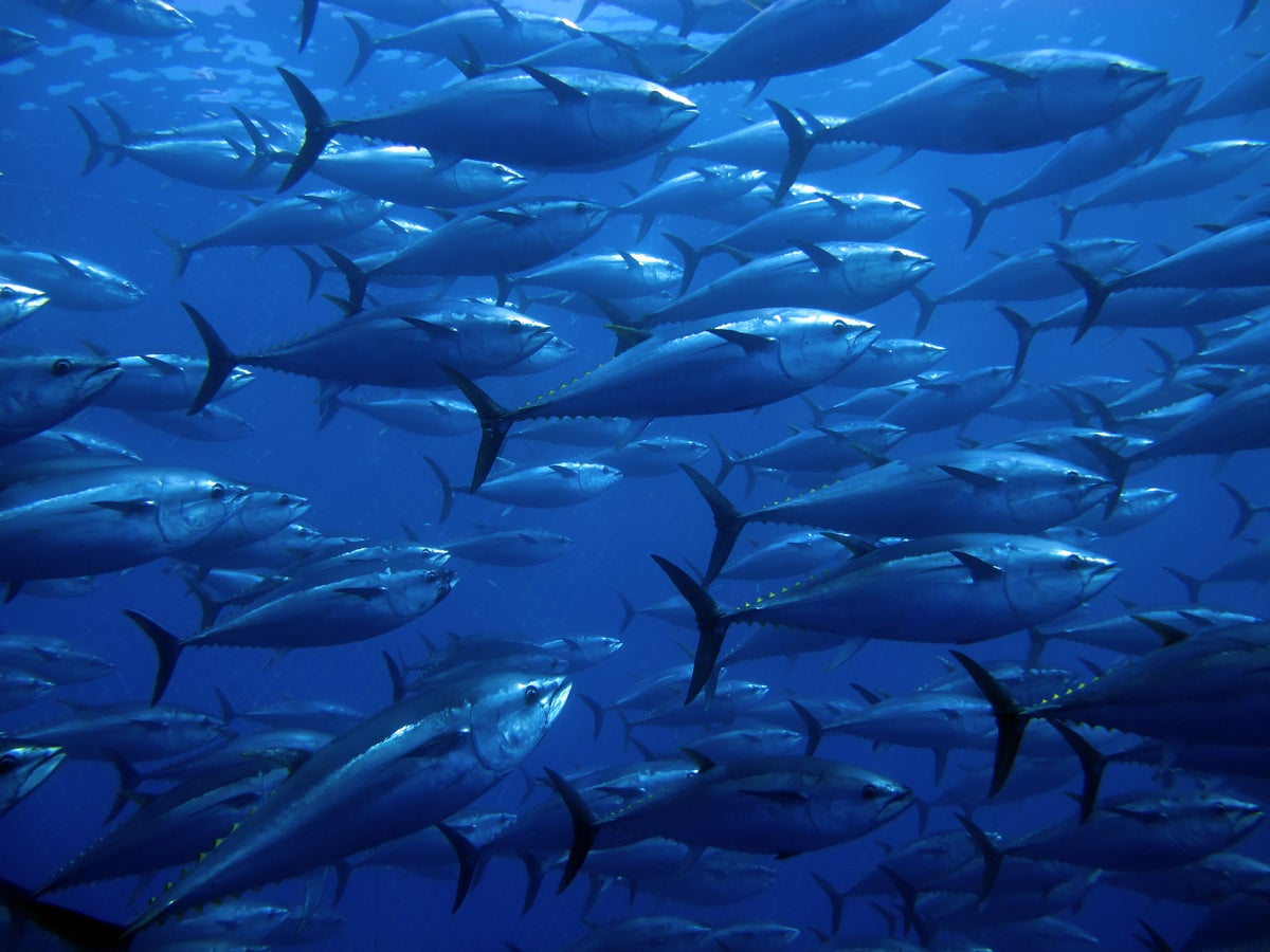 shutterstock 106287101 school of Bluefin tuna in the Mediterranean Sea