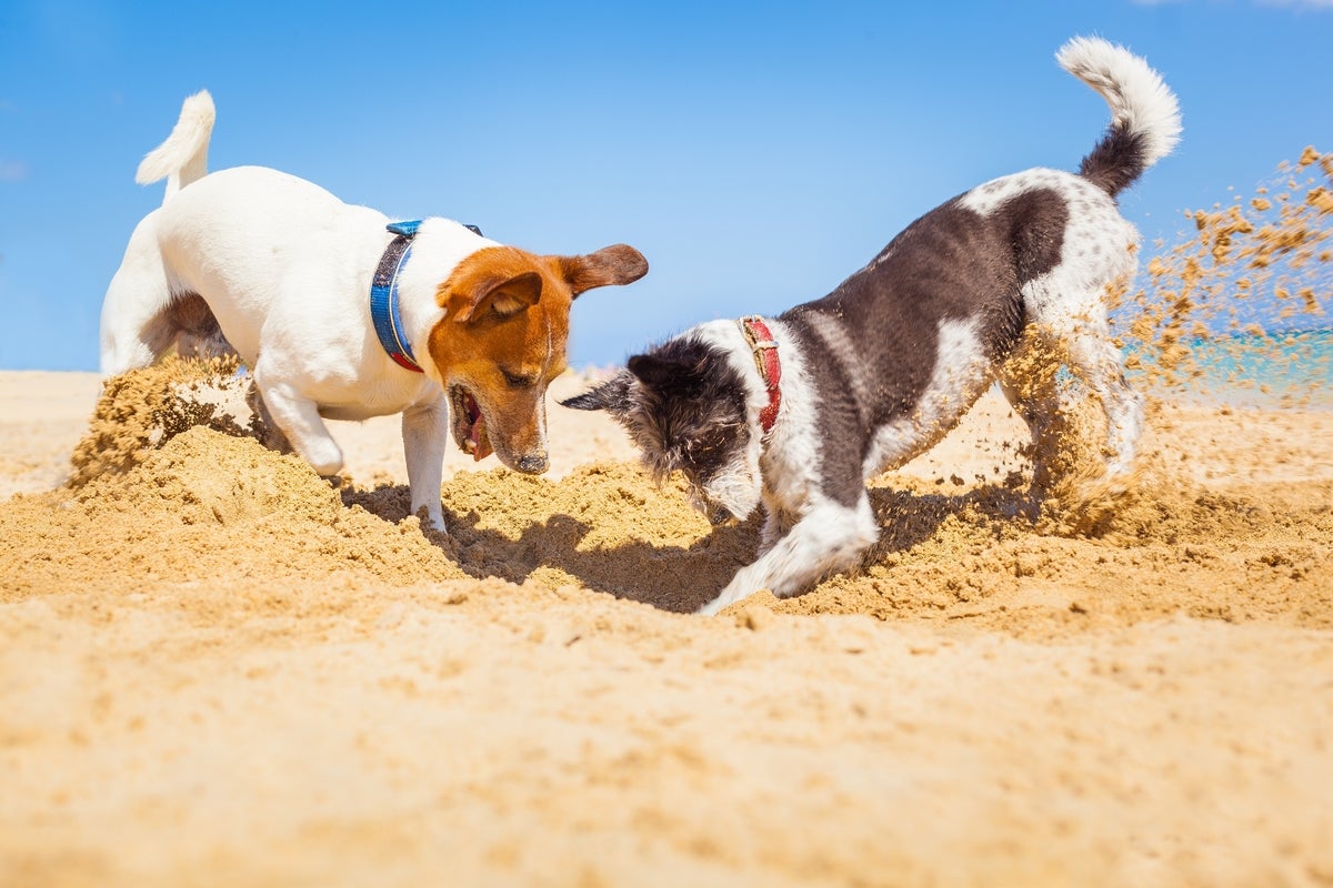 shutterstock 2338478971 two jack russell dogs digging a hole in the sand at the beach