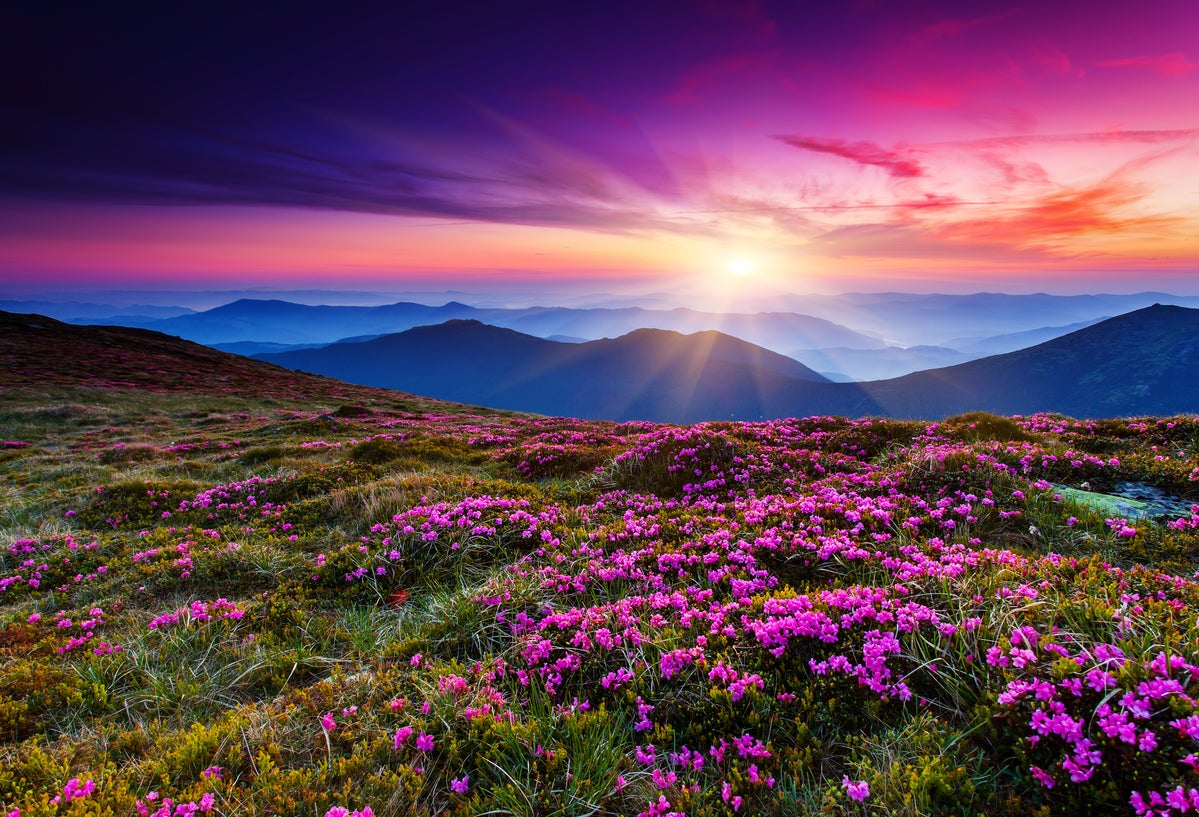 Beautiful sunrise, flowers, landscape