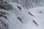 shutterstock 148260731 sockeye salmon jumping upstream Brooks Falls in Katmai National Park Alaska