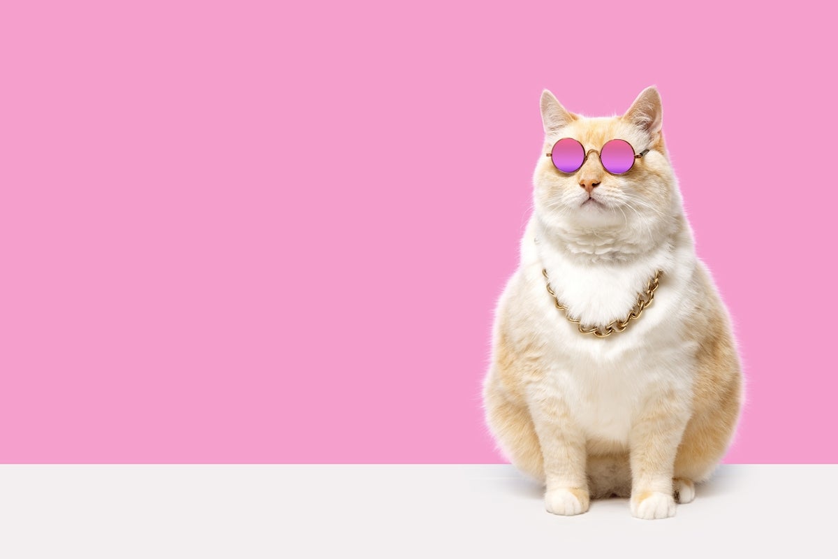 shutterstock 2344090325 fat cat in pink glasses and a chain around his neck on a pink background