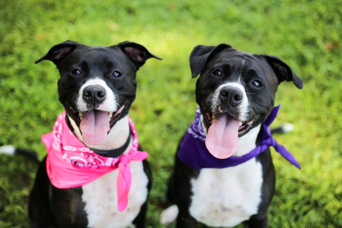 twin dogs black and white with pink and blue kerchiefs neck scarfs