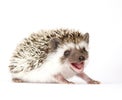 Hedgehog, please renew my passport
