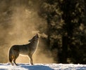 Tech Cynic: The boys (and girls) who cried wolf