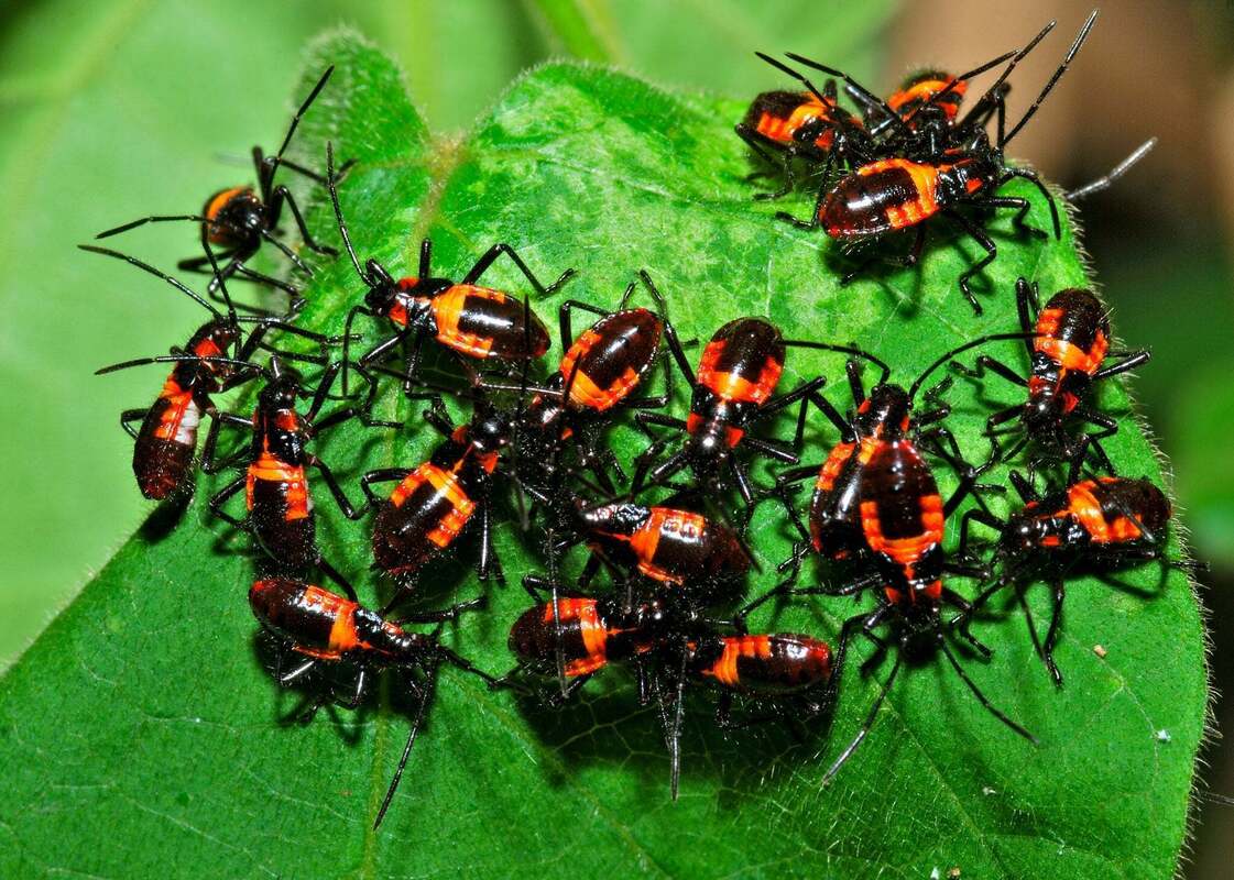 Image: Gitlab fixes bug that exploited internal policies to trigger hostile pipelines